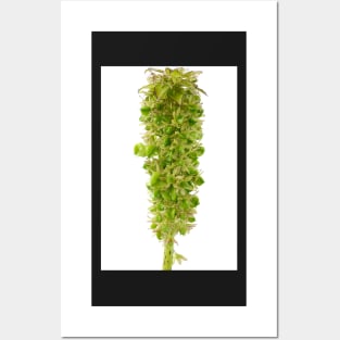 Eucomis bicolor   AGM  Seed heads Posters and Art